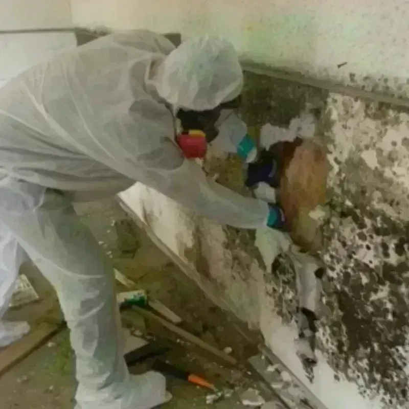 Mold Remediation and Removal in Wendover, UT